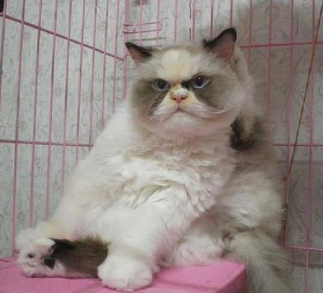 Кошка в клетке «Вставай, соня!»: новая Grumpy Cat, ставшая звездой Интернета, не дает хозяйке спать по утрам
