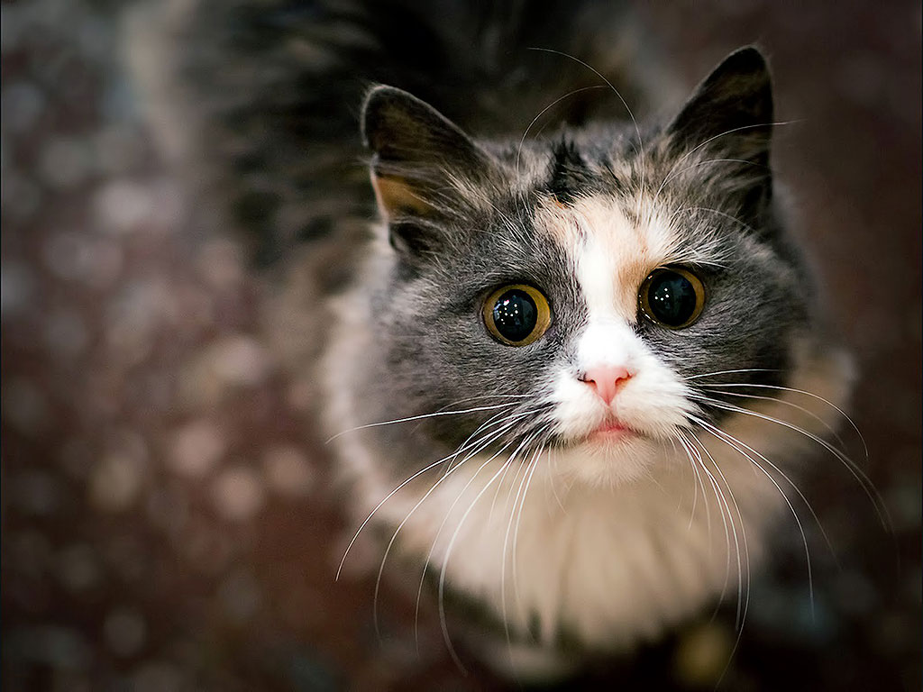 Почему кошка лучше жены Почему кошка лучше жены