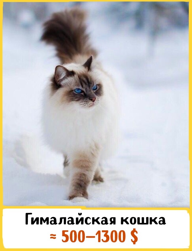 Самые дорогие породы домашних кошек Самые дорогие породы домашних кошек