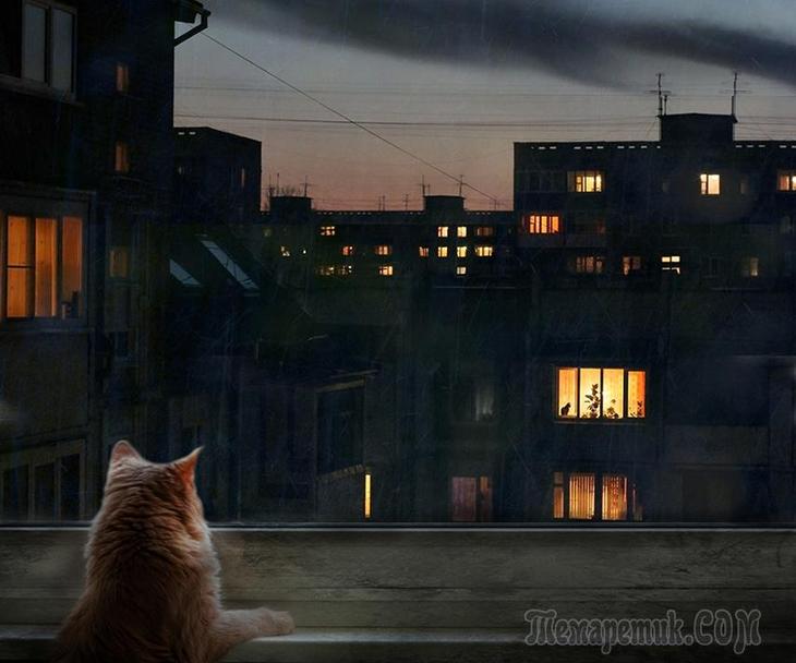 Мир глазами кота