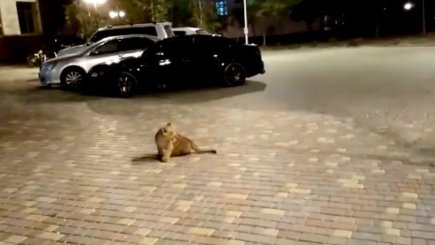 Львенок посреди улицы в Одессе Львенок посреди улицы в Одессе