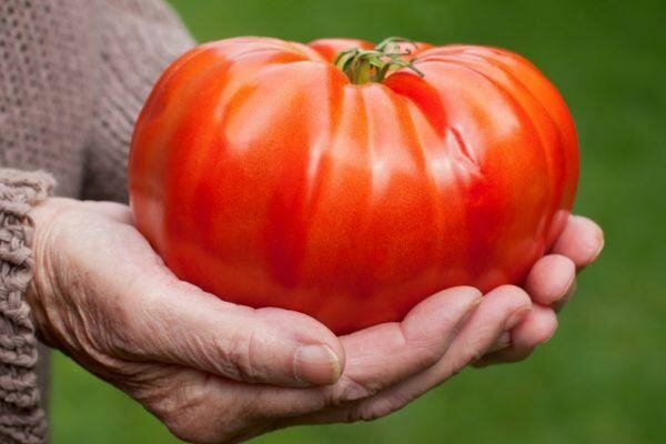 ÐаÑÑинки по запÑоÑÑ Ðак вÑÑаÑÑиÑÑ Ð·Ð´Ð¾ÑовÑÑ ÑаÑÑÐ°Ð´Ñ ÑомаÑов Ð´Ð»Ñ Ð±Ð¾Ð»ÑÑого ÑÑожаÑ