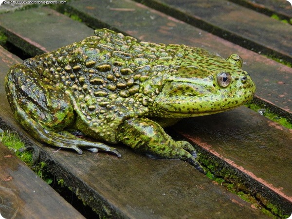 Шлемоголовые свистуны (лат. Calyptocephalella gayi) Шлемоголовые свистуны (лат. Calyptocephalella gayi)