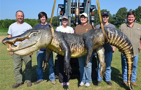 454-292-Mississippi_giant_alligator.jpg 454-292-Mississippi_giant_alligator.jpg