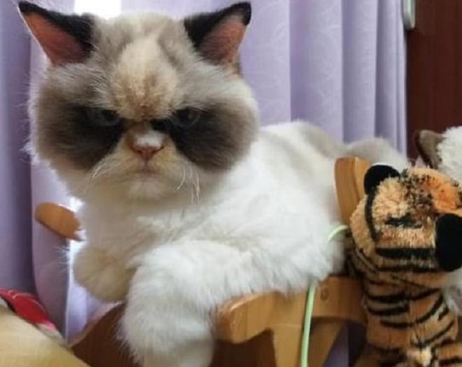 Кошка лежит «Вставай, соня!»: новая Grumpy Cat, ставшая звездой Интернета, не дает хозяйке спать по утрам