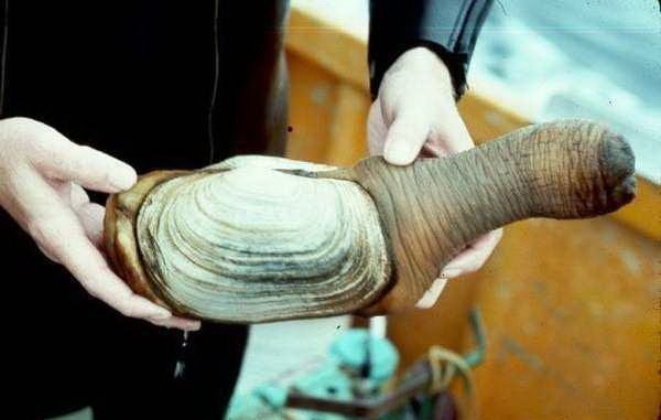 4080226_LbtIfDp3XPY (600x381,  29Kb)