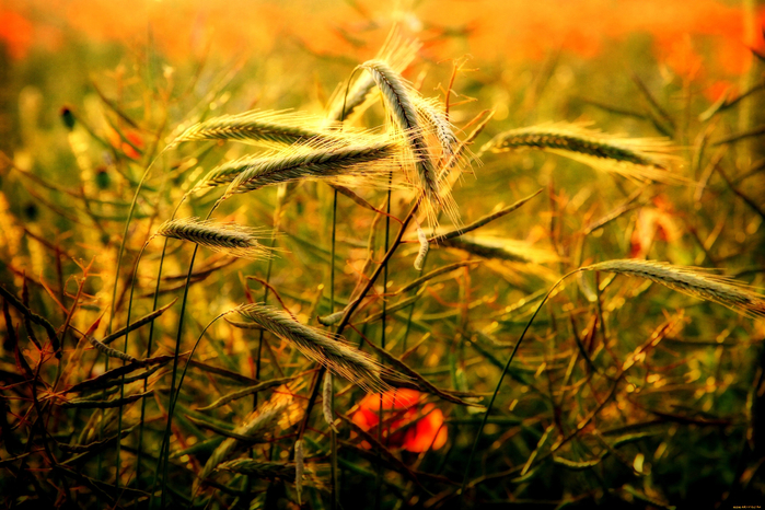 3600x2400_534923_[www.ArtFile.ru] (700x466, 470Kb)