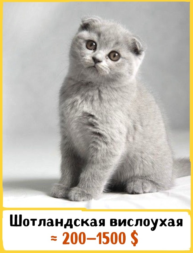 Самые дорогие породы домашних кошек Самые дорогие породы домашних кошек