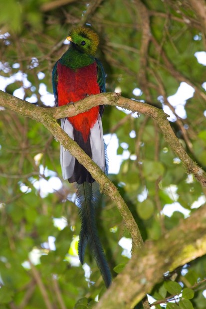    (. Pharomachrus mocinno) (. Resplendent Quetzal)