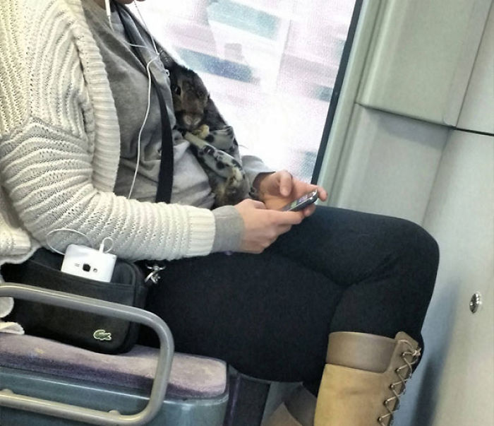This Woman Is Taking Her Rabbit For A Ride On The Subway