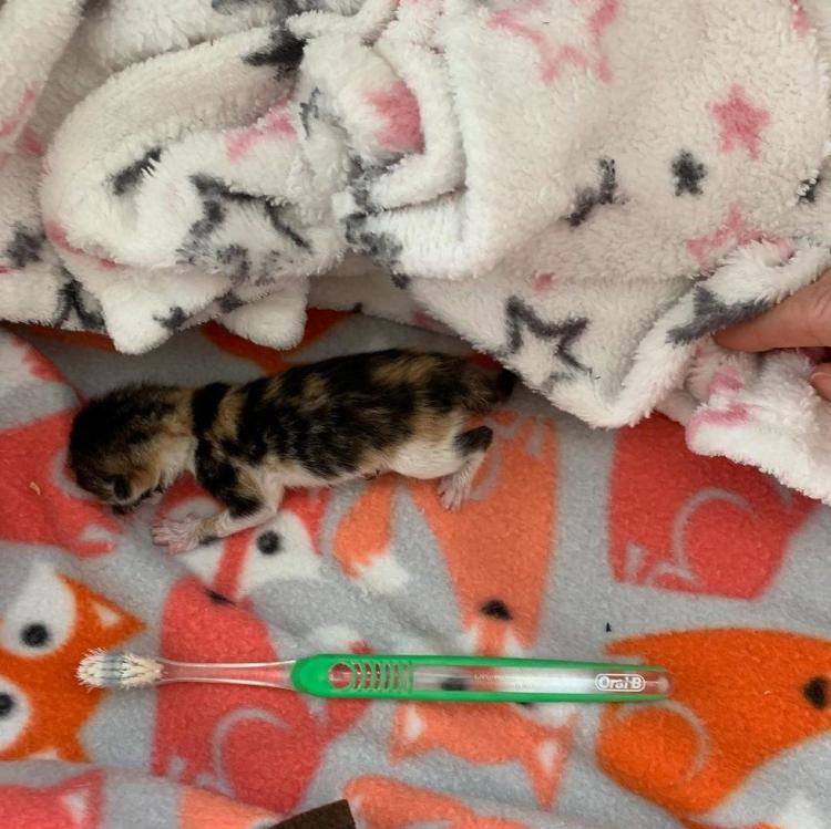 Котенок Замарашка, которая очень хотела жить