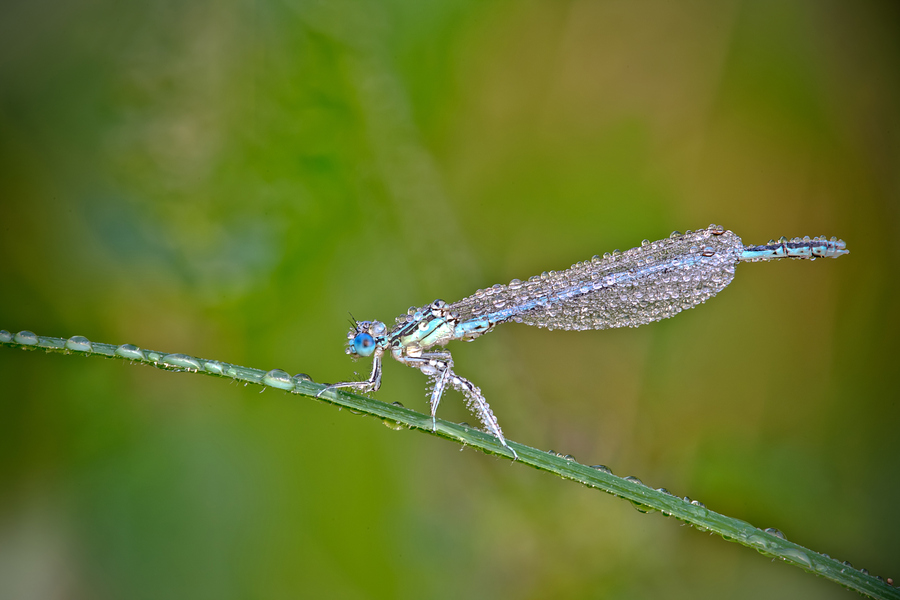NewPix.ru - Насекомые в каплях росы от Давида Шамбона (David Chambon)