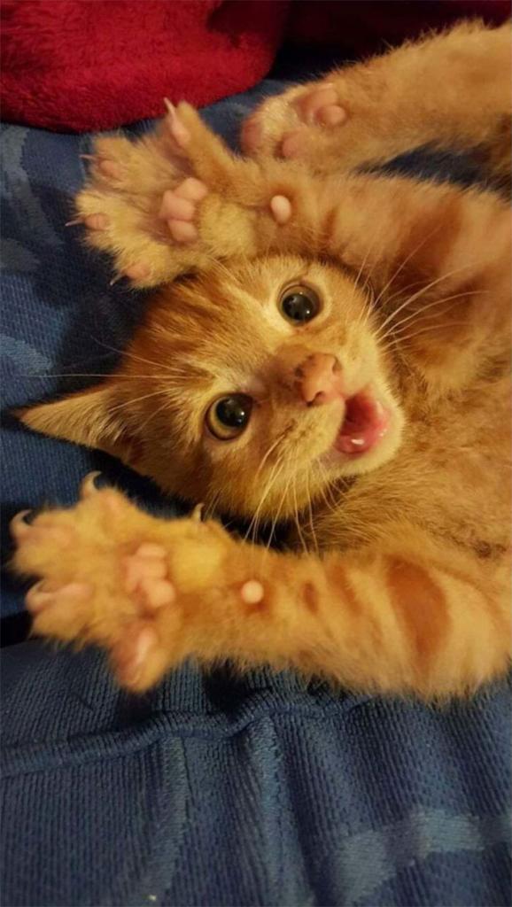 Наши любимые когтистые злючки, которые больше смешат, чем пугают