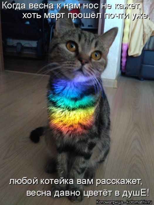 Лучшие котоматрицы, которые зарядят вас позитивом) Лучшие котоматрицы, которые зарядят вас позитивом)