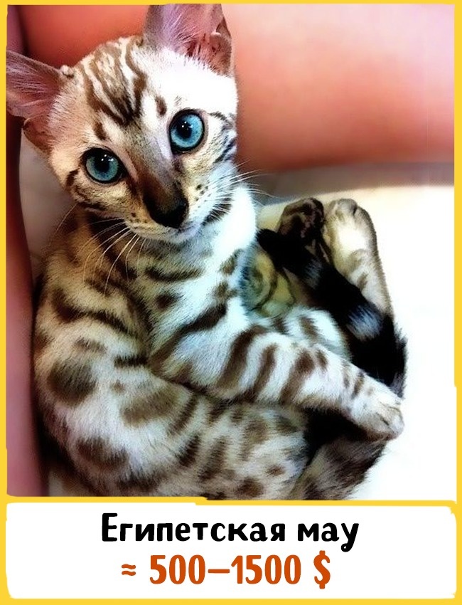 Самые дорогие породы домашних кошек Самые дорогие породы домашних кошек