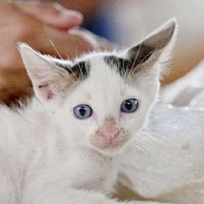 Котенок лежит Котик с голубыми глазами