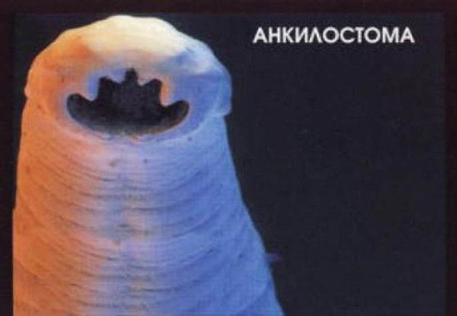 10 животных, которые могут тебя съесть