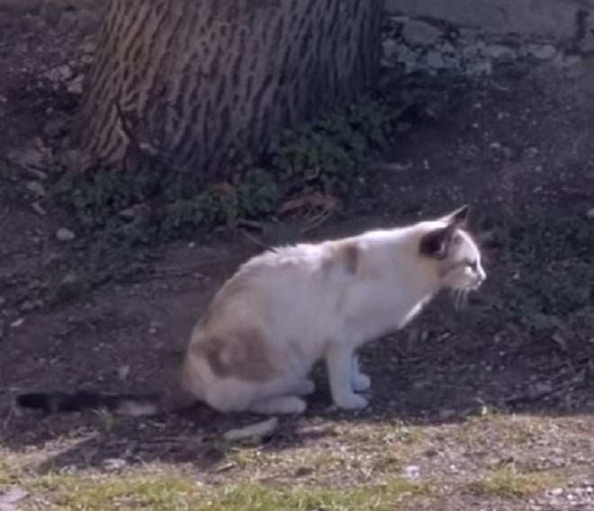 Кошка на улице Кошка сидит