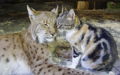 Мир животных в фотографиях (23 фото)