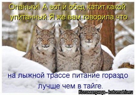 котомашечки от Лисицы))