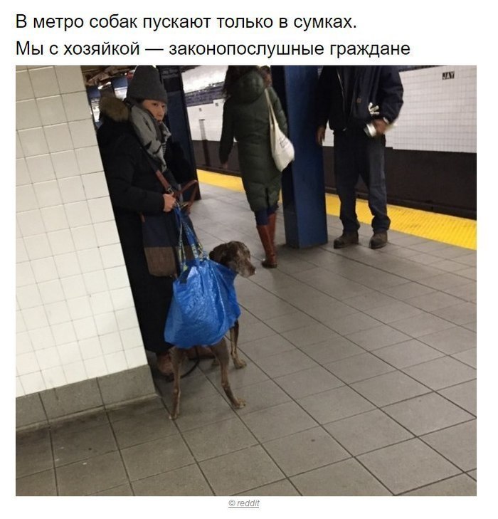 Собаки, которые поняли эту жизнь Собака, хитрые твари, длиннопост