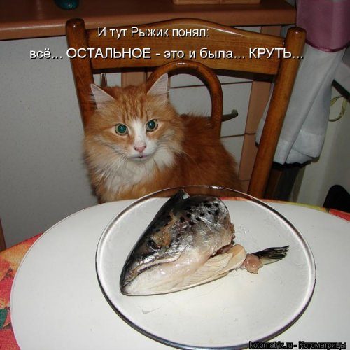 Уморительные котоматрицы для отличного настроения Уморительные котоматрицы для отличного настроения