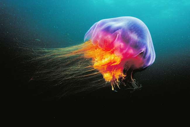 Картинки по запросу Ядовитые медузы в Азии в Таиланде и Азии