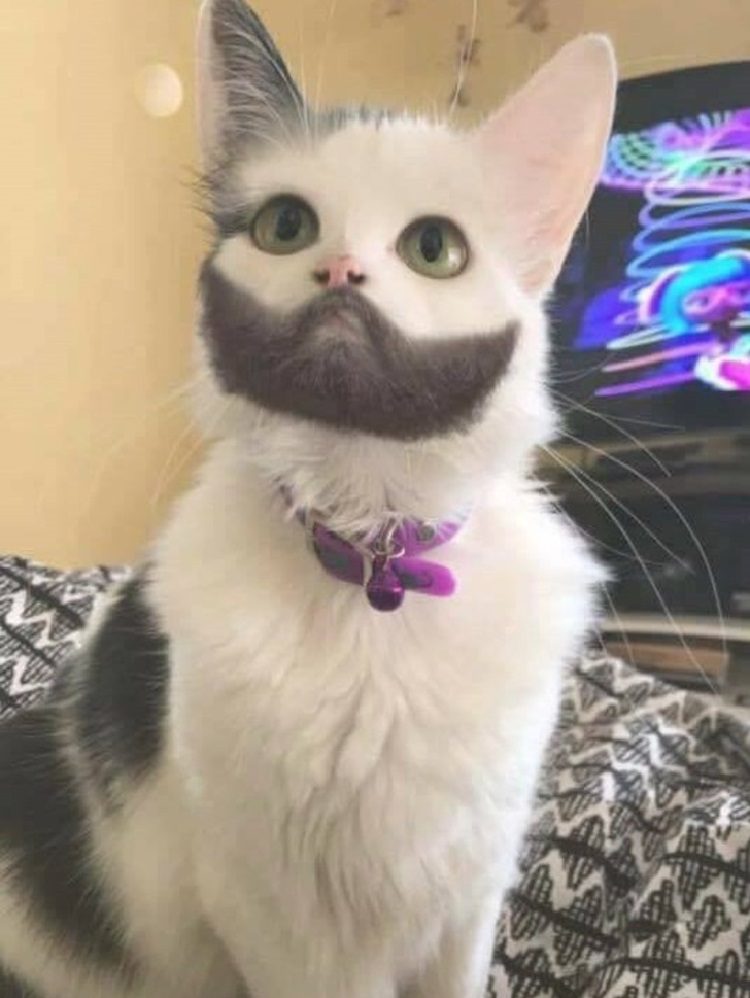 Животные, на которых матушка-природа не пожалела красок