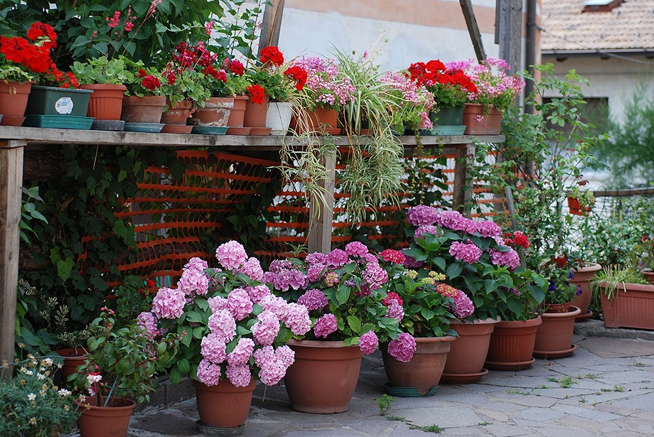 Петунии в саду фото оформление во дворе в горшках