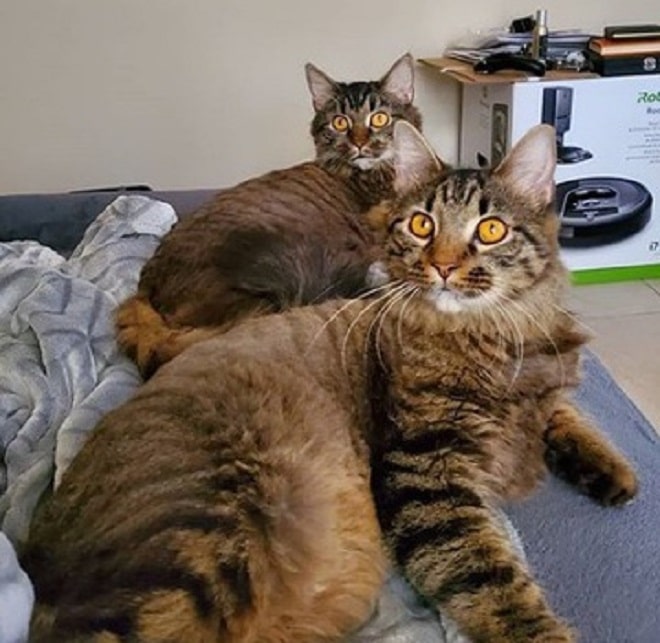 Коты с медными глазами Коты лежат
