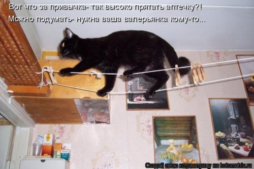 Лучшие котоматрицы недели, 25 фото