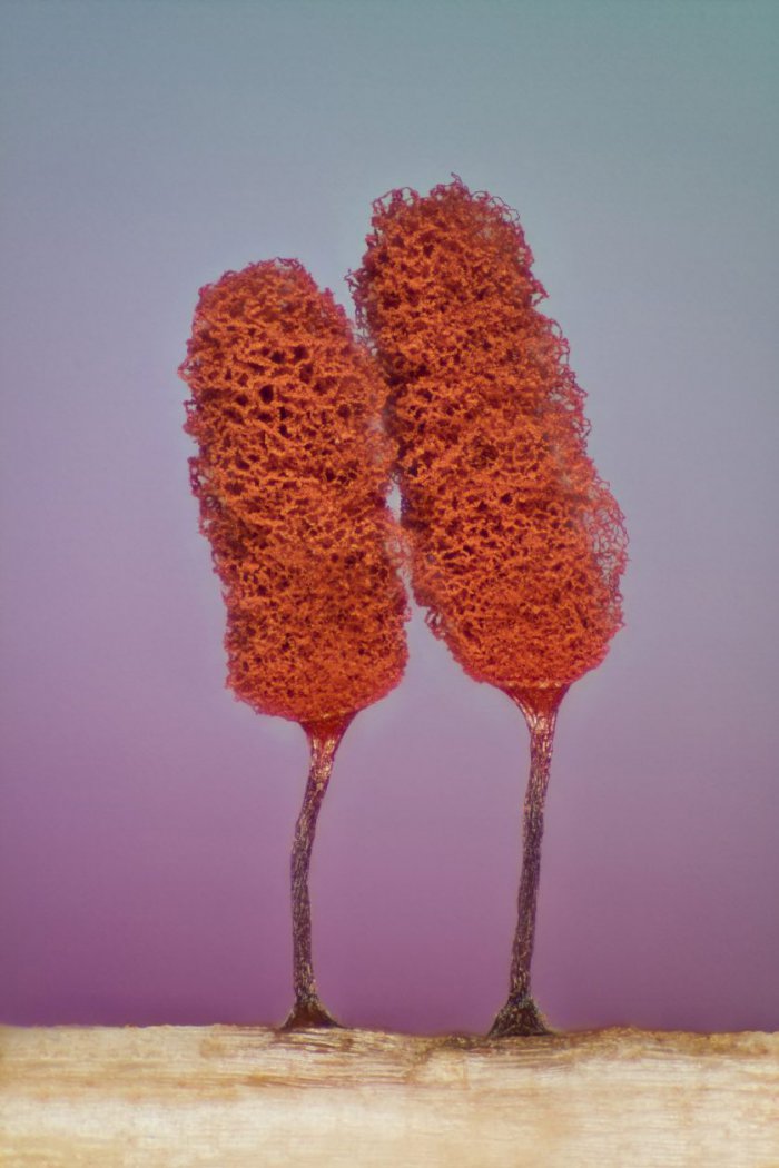 Снимки фотоконкурса «Nikon Small World 2016» (18 фото) Интересные микро снимки живой природы (18 фото)
