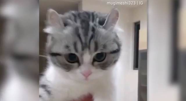 Видео: Котенок, наблюдающий за мячом, растрогал пользователей Сети