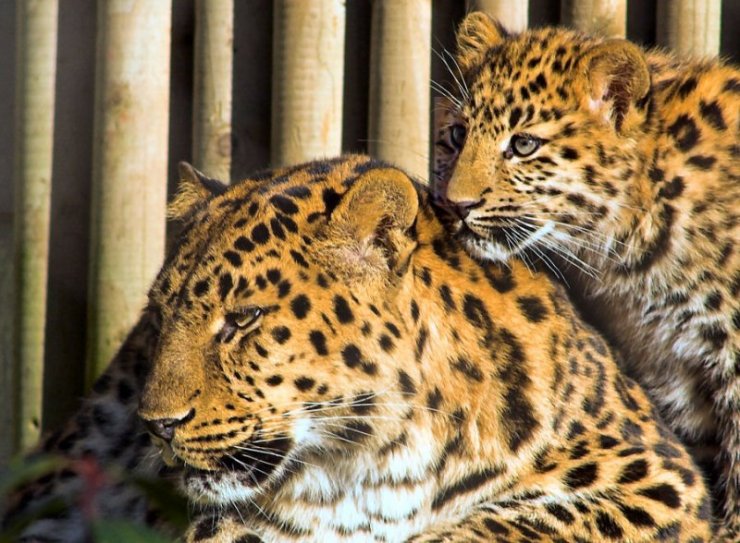 Дикие кошки (27 фото)