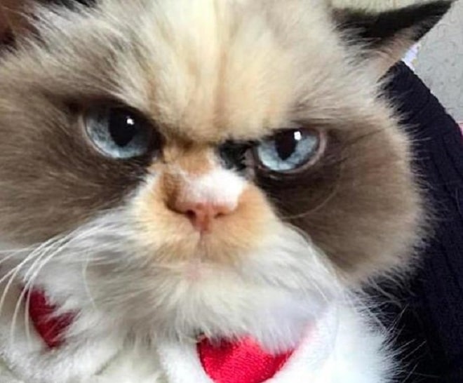 Кошка с необычной внешностью «Вставай, соня!»: новая Grumpy Cat, ставшая звездой Интернета, не дает хозяйке спать по утрам