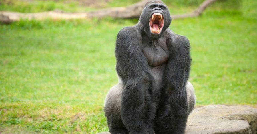 Skunk Ape Флорида Пожалуй, самое скучное мифическое существо в мире — американцы, все же, никогда не отличались хорошей фантазией. Сканк Эйп, вонючая обезьяна, отличается от сородичей только большими размерами и запахом, способным убить наповал любого приблизившегося на пару метров. Впрочем, ни одного пострадавшего от этого человека так и не нашлось.