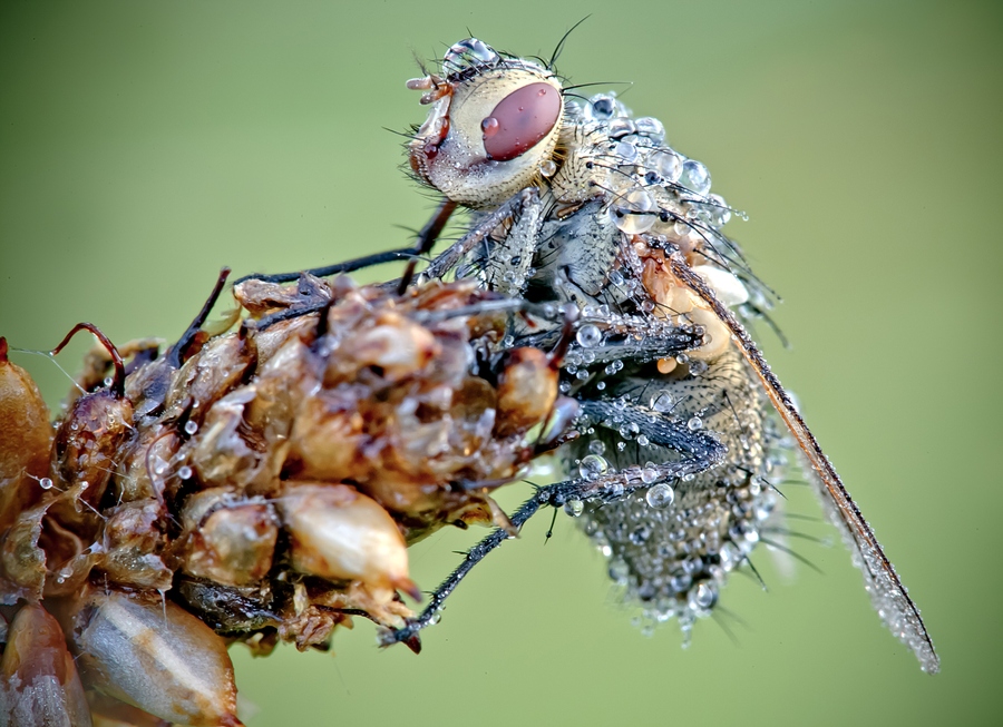 NewPix.ru - Насекомые в каплях росы от Давида Шамбона (David Chambon)