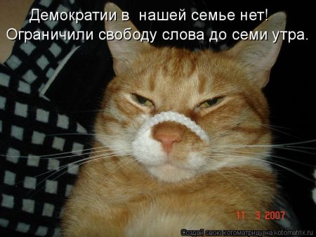 котомашечки от Лисицы))