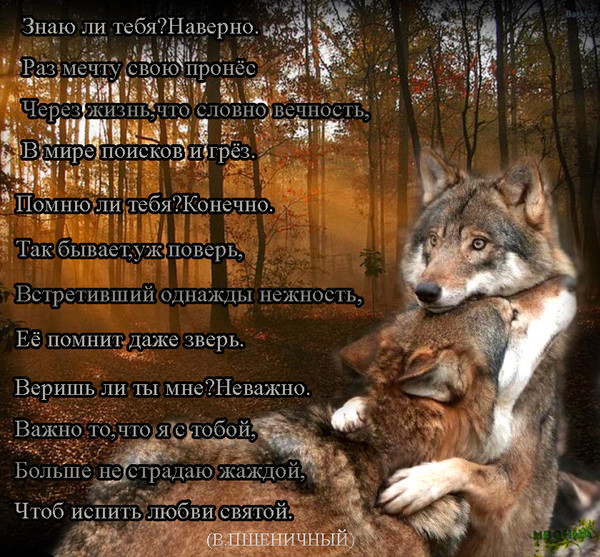 Стих о злых волках Стих о злых волках