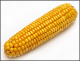 corn кукуруза.gif