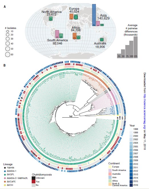 Genetic diversity and phylogenetic tree of a global panel of 234 B. dendrobatidis isolates. (A) Map overlaid with bar charts showing the relative diversity of isolates found in each continent and by each major lineage (excluding isolates from traded animals). The bar heights represent the average numbers of segregating sites between all pairwise combinations of isolates of each lineage in each continent (therefore, only lineages with two or more isolates from a continent are shown). Outlined points at the base of each bar are scaled by the number of isolates for each lineage in that continent. The numbers around the outside of the globe are the average number of segregating sites between all pairwise combinations of isolates grouped by continent. Colors denote lineage as shown in (B). (B) Midpoint rooted radial phylogeny supports four deeply diverged lineages of B. dendrobatidis: BdASIA-1, BdASIA-2/BdBRAZIL, BdCAPE, and BdGPL. All major splits within the phylogeny are supported by 100% of 500 bootstrap replicates.