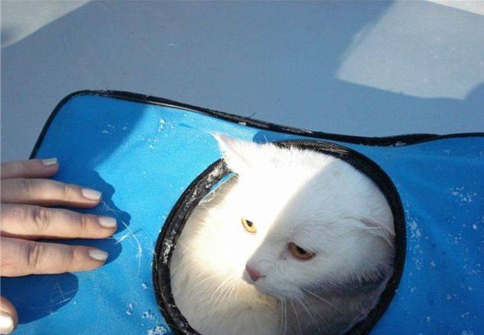 Отважные русские девушки спасли кота
