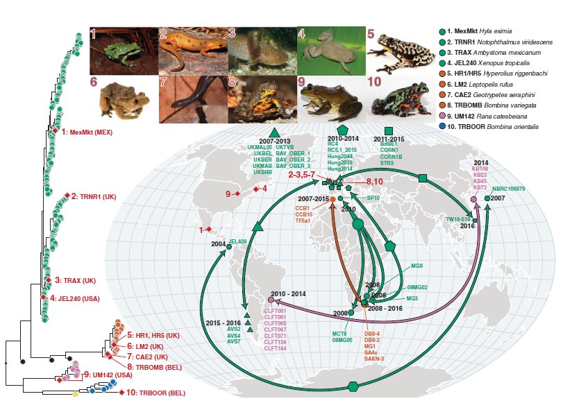 Genotypes of Bd isolated from infected amphibians in the international trade and phylogenetically linked genotypes from segregated geographic localities.The red diamonds on the phylogeny indicate isolates recovered from traded animals. Their geographic location is displayed by the red diamonds on the map. The red numbers link each trade isolate to the relevant picture of the donor host species atop the figure and their placement in the phylogeny. The arrows on the map link geographically separated isolates that form closely related phylogenetic clades with high bootstrap support (≥90%). Each clade is denoted by a different-shaped point on the map; names of isolates within each clade are displayed on the map.The dates displayed indicate the sampling time frame for each clade. The phylogenetic position of each clade is displayed in figs. S10 to S14. The colors of points and arrows on the map indicate lineage according to Fig. 1. A browsable version of this phylogeny can be accessed at https://microreact.org/project/GlobalBd.