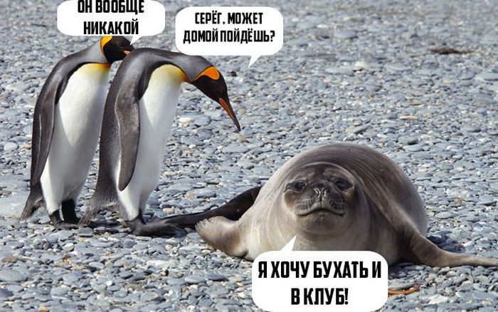 Забавные картинки с надписями для настроения (12 фото) Забавные картинки с надписями для настроения (12 фото)