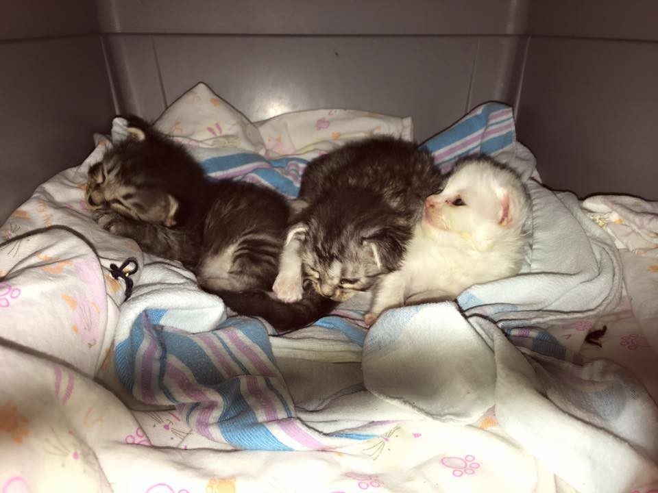 Tiny tabby kittens wrapped around siste keep warm 9