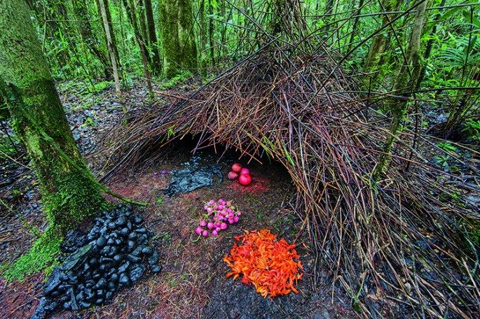 Немыслимые постройки лучших архитекторов животного мира