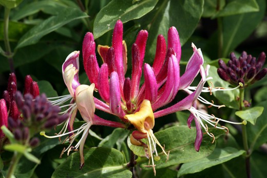 Жимолость каприфоль (Perfoliate Honeysuckle)