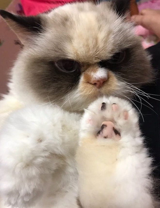 Кошка тянет лапу «Вставай, соня!»: новая Grumpy Cat, ставшая звездой Интернета, не дает хозяйке спать по утрам