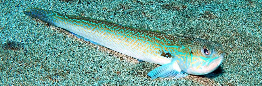 Морской дракончик
