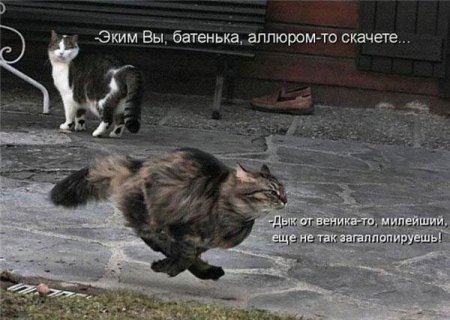 Смешные картинки о животных с подписями.